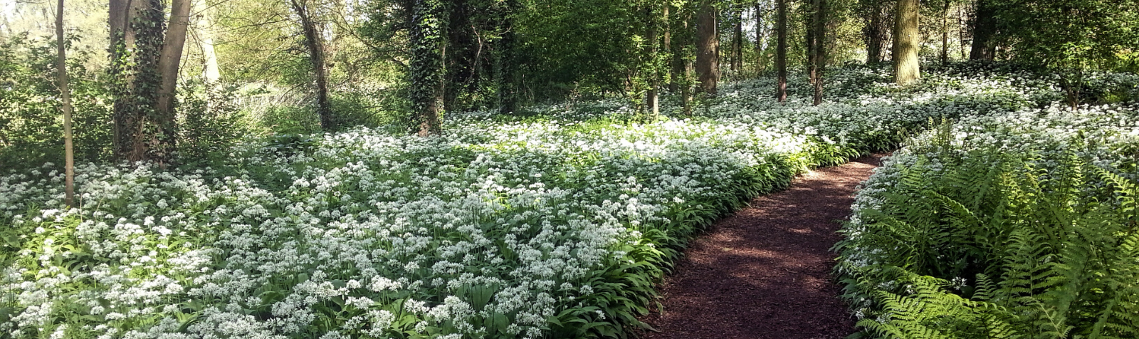Kate’s Wild Garlic Ideas